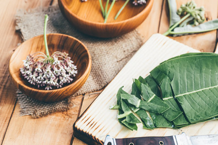 Asclepias, milkweeds, coma, Asclepias syriaca, commonly called common milkweed, silkweed and Virginia silkweed in wooden environmental plate on table. Collecting herbs during flowering in summer.の写真素材
