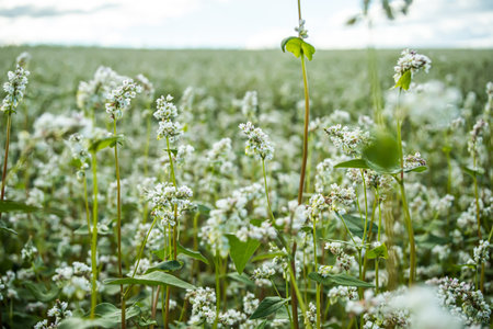 Buckwheat, Fagopyrum esculentum, Japanese buckwheat and silverhull buckwheat blooming on the field. Close-up flowers of buckwheat. soft focusの写真素材