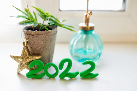 Growing hemp at home in pots of recyclable materials on the windowsill. Sprouts of young spring...