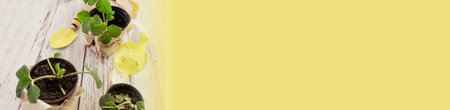 Spraying plants at home with a spray gun. Shoots of green bushes of strawberries. Harvest...