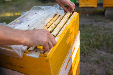 Beehive Spring Management. beekeeper inspecting bee hive and prepares apiary for summer season. Beekeeping. Beekeeper grey protective suit costume checks beehives holds a frame with last year's sealed honey to feed bee family before the honey collection.の写真素材
