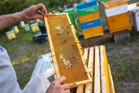 Beehive Spring Management. beekeeper inspecting bee hive and prepares apiary for summer season....