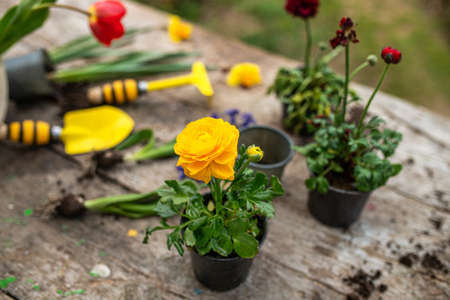 Ranunculus asiaticus, Persian buttercup, Yellow variety M-Sakura in garden during transplanting from the transport pot to the flower bed. Landscape garden design using annuals.の写真素材