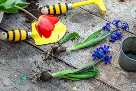 Tulip in a pot. Transplanting and cupping plants. Garden instruments, spatula and spray gun next to daffodil with an onion. Spring time. concept of transplanting plants from pot to garden.の写真素材