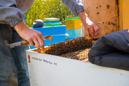 Beekeeping queen cell for larvae queen bees. beekeeper in apiary with queen bees, ready to go out...