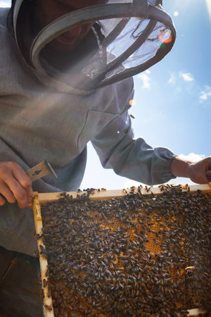 beekeeper inspects frame with queen cells on apiary in evening in rays of setting sun. beekeeper...