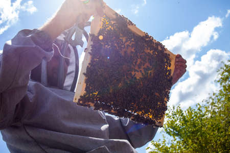 beekeeper holds frame with sealed brood. man in protective suit works on apiary. Occupation in quarantine beekeeping and breeding of breeding queen bee.の写真素材