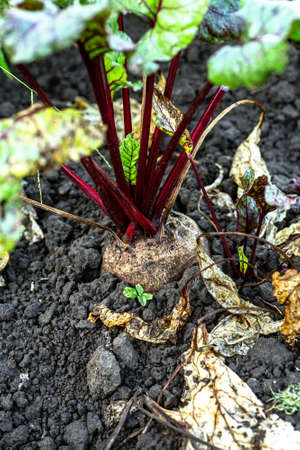 Closeup beetroot leaves growing on garden bed. field of beetroot foliageの写真素材