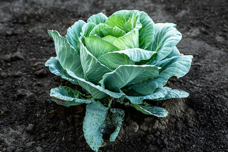 cultivation of cabbage. Cabbage head growing on vegetable bed in garden. soft focus. film grain