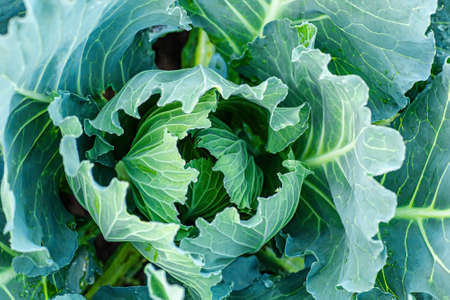 Cabbage head growing on vegetable bed in garden. agriculture. Healthy and healthy food for humans. top viewの写真素材