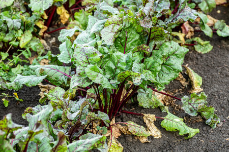Leaf of beet root. Fresh leaves green of beetroot or beet root seedling. Row of green young beet...