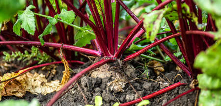 Closeup beetroot growing on garden bed. Field of beetroot foliage.の写真素材