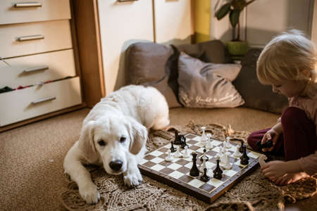 A child plays chess by moving chess pieces on a chessboard. Golden Retriever puppy next to baby playing on her ownの写真素材