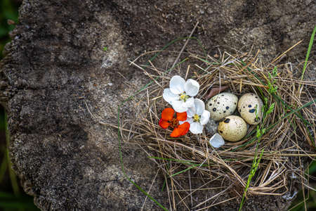 Spotted eggs in the nest on the stump. Bird's Nest close-upの写真素材
