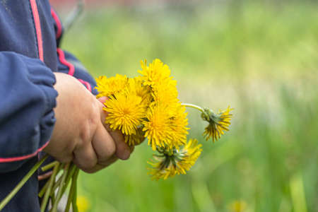 A bouquet of dandelions in the hands of a child. A girl holds spring yellow flowers for a gift to her mother on Mothers Day.の写真素材
