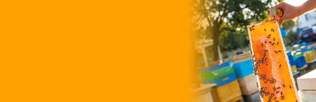 Banner frame honey bee. Beekeeper holds a honey cells with bees in his handsの写真素材