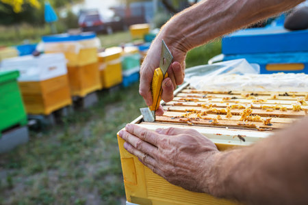 beekeeper shares frames in hive with hive tool. uniting bee family and puts frame with queen cells in apiary. Beekeepingの写真素材