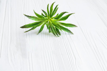 Cannabis leaf on white. Hemp plant in a basket on a white wooden tableの写真素材
