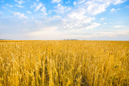 Blue with yellow as flag of Ukraine field. Ukrainian character. Field with mature yellow wheat. Spikelets of wheat on the field.の写真素材