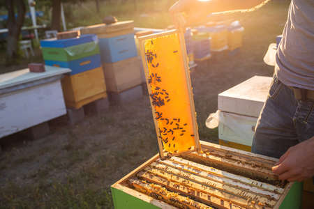Beekeeper checking his beehives. Bee hotels and app, endangered species, leisure, environmental activism.の写真素材