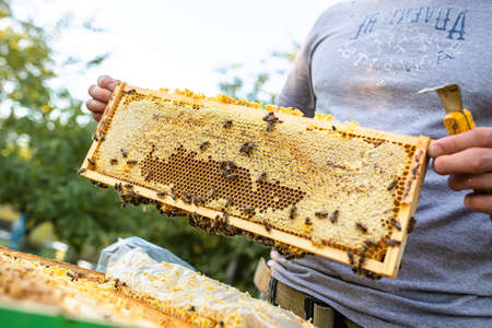Beekeeper is working with bees and beehives on apiary. Bees on honeycomb. Frames of bee hive. beekeeping. honey.の写真素材