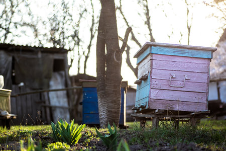 old wooden hives on apiary under cherry tree. Hives bloom ingesday in spring. Flowering cherry with pollen for development of bees in April. beekeeping. nature, insects. beekeeping,の写真素材