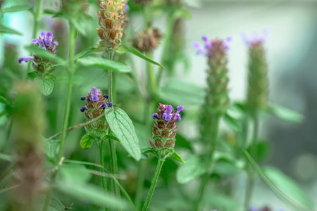 Prunella vulgaris, self-heal, heal-all, woundwort, heart-of-the-earth, carpenter's herb, brownwort...