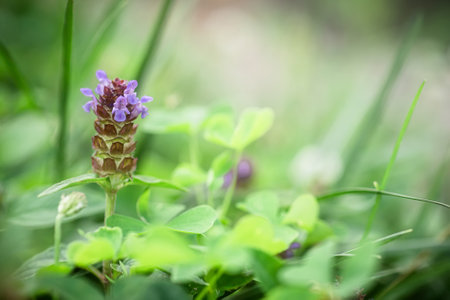 Prunella vulgaris, self-heal, heal-all, woundwort, heart-of-the-earth, carpenter's herb, brownwort and blue curls purple flower growing on the field. Honey and medicinal plants in Europe. drug plantsの写真素材