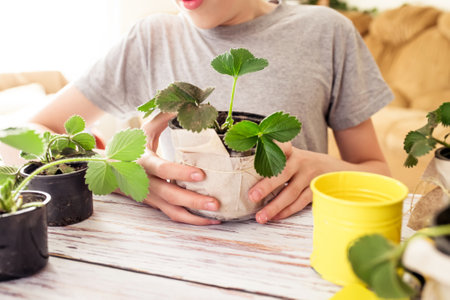 Young plant of strawberries in spring. Cultivation of fruits and berries in agriculture. Growing fresh fruits on the ground. Natural growth of berries for healthy nutrition in pots. top viewの写真素材