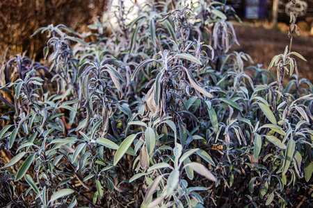 Salvia divinorum , sage of the diviners, ska mar a pastora, seer's sage, yerba de la pastora, just salvia Dry leaves after frost.. Sage leaves close-up. Spicy plants on the bed