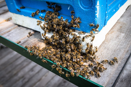 Bees Kill Giant Hornet With Heat near the nucleus hiveの写真素材