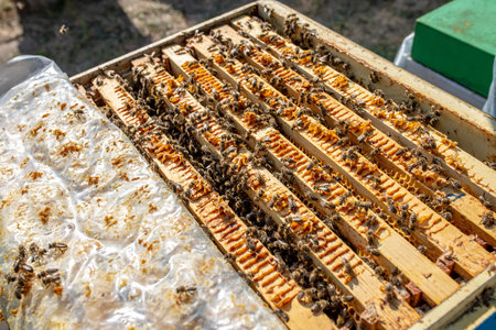 Open hive with frames and honey bees in the apiary.