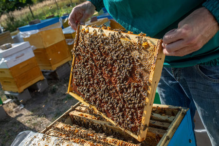 Frames of beehive. Close up view of opened hive body showing frames populated by honey bees. nature,...