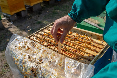Bee hives in care of bees with honeycombs and honey bees. beekeeper opened hive to set up an empty frame with wax for honey harvestingの写真素材