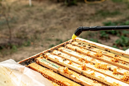 Beekeeper watering wooden frame with sprayer. Plank with honeycomb in hive. Tbees crawl along hive.