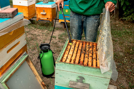 beekeeper treats the bees of the varroa mite. Varroa destructor