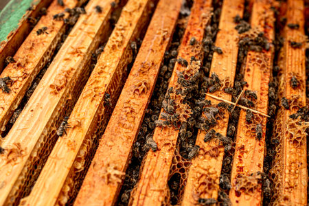 Open hive with plates from varoa mites. Diseases of bees and their treatment. Varroasis. Varroa...