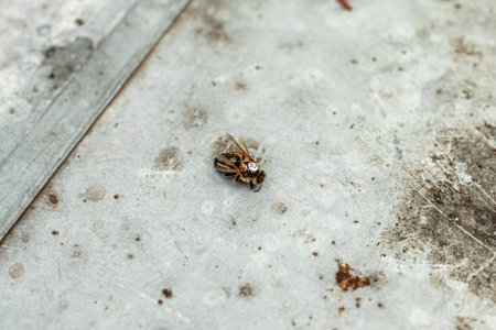 Dead fetal queen bee with a label. Breeding material of honey bees. Unsuccessful replanting bee...