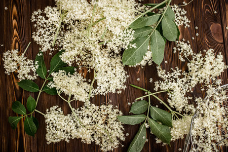 A bunch of freshly cut white inflorescences of healing black elderberry picked in the spring for...