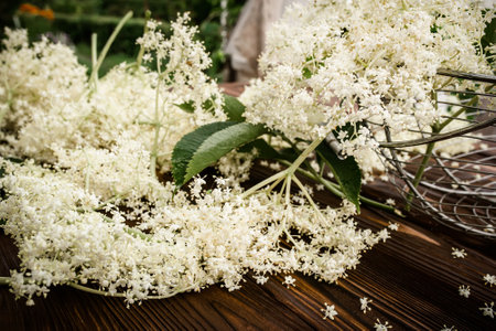Close-up of elderberry flowers on a wooden village table freshly harvested for herbal medicine or herbal aromatic tea used in alternative medicine.の写真素材