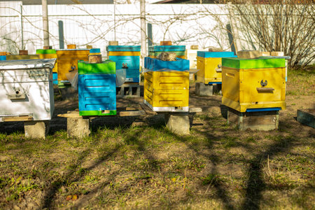 Colorful wooden and plastic hives in summer. Apiary standing in yard. Cold weather and bee sitting...