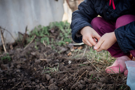 Hands of child growing plant seeds of bean in garden bed. Sowing seeds in spring for ecological farmingの写真素材