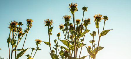 Elecampane, Inula helenium, horse-heal or elfdocks suppresses inflammation, stimulates sweat, bile...