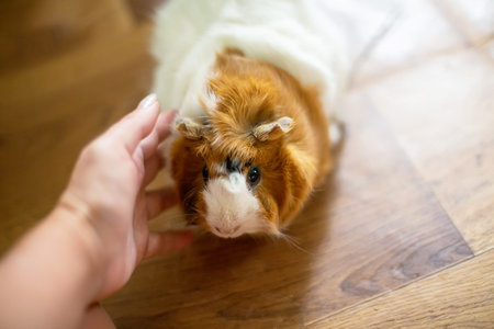 Hand strokes the guinea pig sitting on the floor of the houseの写真素材