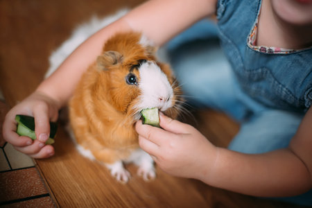 Small girl feeds guinea pig out of hands. manual animal eats cucumber from human hands. child takes care and plays with pet. Feeding pets with natural food. Real life at home. Soft focus. Selective focus.の写真素材