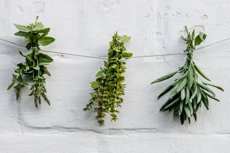 Salvia officinalis, common sage, just sage, Mentha suaveolens, apple mint, pineapple mint, woolly mint or round-leafed mint dried by grasshopper on a brick wall. Preparation of medicinal herbs for the preparation of elixirs for alternative medicineの写真素材