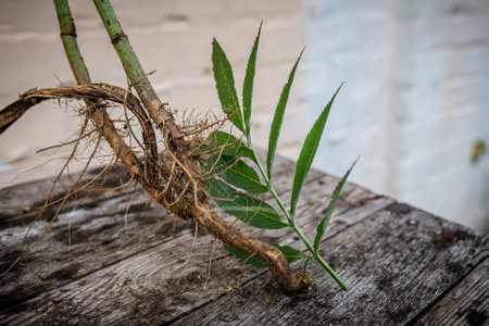 Root and leaf Sambucus ebulus, also known as danewort, dane weed, danesblood, dwarf elder or European dwarf elder, walewort, dwarf elderberry, elderwort and blood hilder close-up on an old wooden table.の写真素材