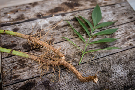 Root and leaf Sambucus ebulus, also known as danewort, dane weed, danesblood, dwarf elder or European dwarf elder, walewort, dwarf elderberry, elderwort and blood hilder close-up on an old wooden table. Powder from the root in a wooden mortar with a pestle.の写真素材