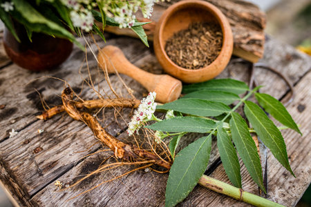 DWARF ELDER Root Dried ORGANIC Bulk Herb Sambucus ebulus, also known as danewort, dane weed, danesblood, dwarf elder or European dwarf elder, Powder from the root in a wooden mortar with a pestle.の写真素材