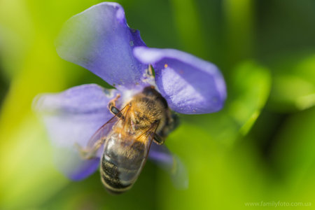 bee collects nectar from wilted blue flower Vinca, periwinkle